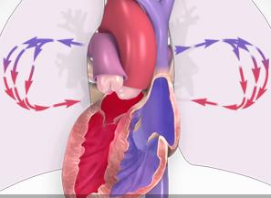 Illustration of heart valves